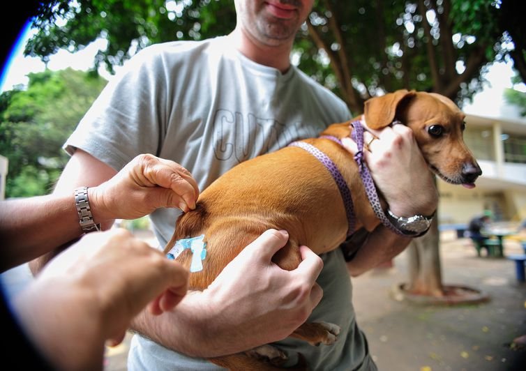 Brasília - A Secretaria de Saúde do Distrito Federal realiza, neste sábado (22), campanha de vacinação antirrábica para cães e gatos, na área urbana (Marcelo Camargo/Agência Brasil)