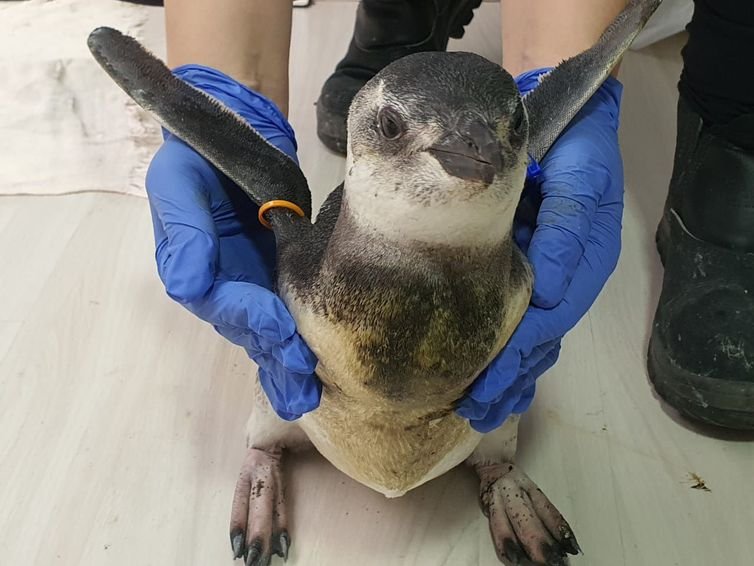 Pinguim em reabilitacão